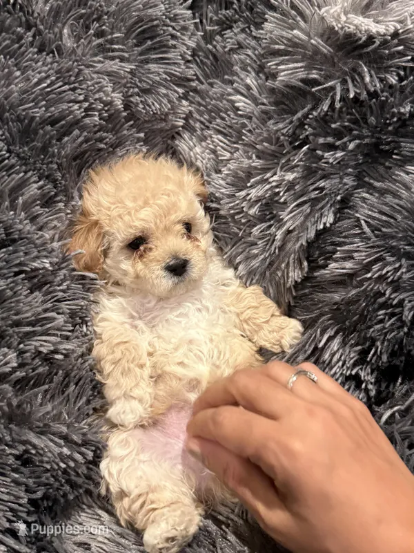 Princess – Maltipoo puppy for sale in Londonderry, NH