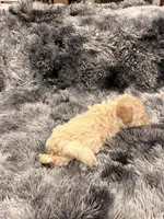 Princess, a female Maltipoo for sale in Londonderry, NH – Photo 9 of 10