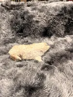 Princess, a female Maltipoo for sale in Londonderry, NH – Photo 4 of 10