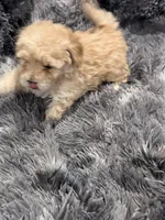 Princess, a female Maltipoo for sale in Londonderry, NH – Photo 2 of 10