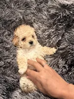 Princess, a female Maltipoo for sale in Londonderry, NH – Photo 5 of 10