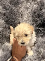 Princess, a female Maltipoo for sale in Londonderry, NH – Photo 3 of 10