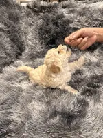 Princess, a female Maltipoo for sale in Londonderry, NH – Photo 1 of 10