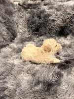 Princess, a female Maltipoo for sale in Londonderry, NH – Photo 10 of 10