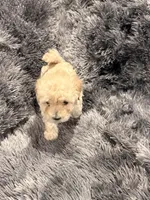 Princess, a female Maltipoo for sale in Londonderry, NH – Photo 7 of 10