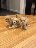 Coco Jr, a male Maltipoo for sale in Londonderry, NH – 5 of 5