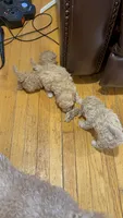 Coco Jr., a male Maltipoo for sale in Londonderry, NH – 2 of 10