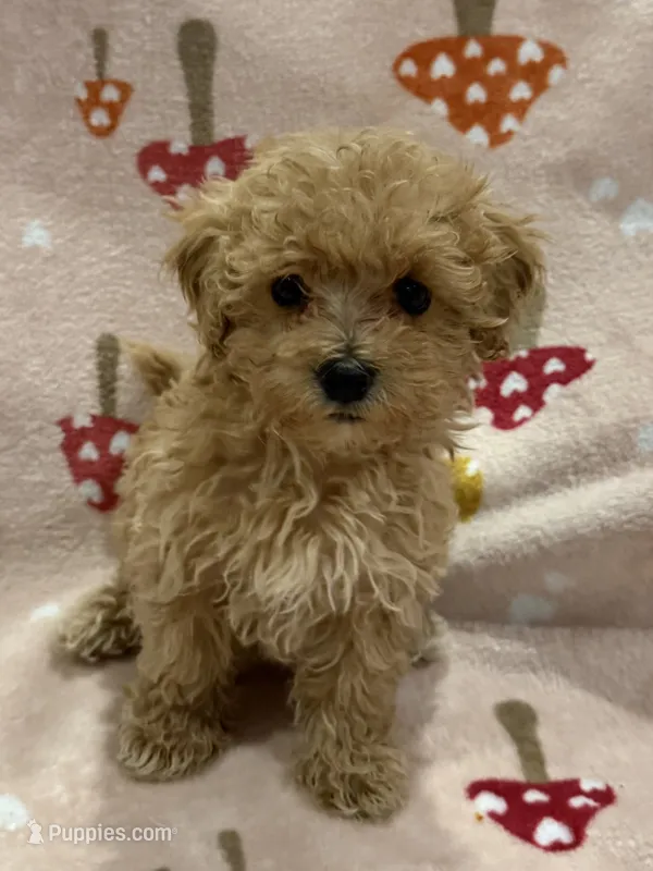 Hope – Maltipoo puppy for sale in Londonderry, NH