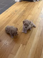 Hope, a female Maltipoo for sale in Londonderry, NH – 5 of 10