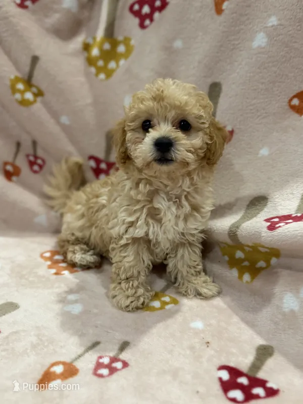 Coco Jr – Maltipoo puppy for sale in Londonderry, NH