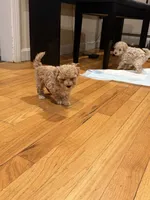 Coco Jr., a male Maltipoo for sale in Londonderry, NH – 5 of 10