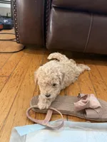 Cinderella , a female Maltipoo for sale in Londonderry, NH – 5 of 10