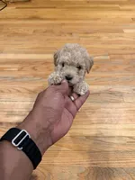 Coco Jr, a male Maltipoo for sale in Londonderry, NH – 3 of 5