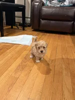 Cinderella , a female Maltipoo for sale in Londonderry, NH – 9 of 10