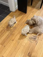 Coco Jr., a male Maltipoo for sale in Londonderry, NH – 7 of 10