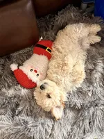 Milk, a male Maltipoo for sale in Londonderry, NH – Photo 7 of 10