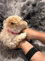 Milk, a male Maltipoo for sale in Londonderry, NH – Photo 5 of 10