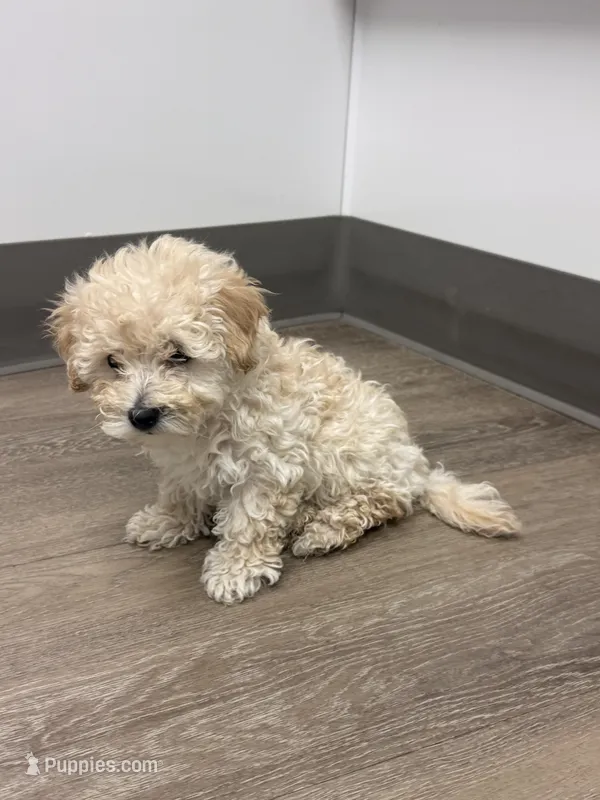 Milk – Maltipoo puppy for sale in Londonderry, NH