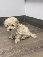 Milk, a male Maltipoo for sale in Londonderry, NH – Photo 6 of 10