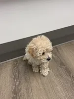 Milk, a male Maltipoo for sale in Londonderry, NH – Photo 4 of 10