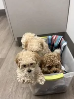 Milk, a male Maltipoo for sale in Londonderry, NH – Photo 8 of 10