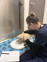 Milk, a male Maltipoo for sale in Londonderry, NH – Photo 2 of 10