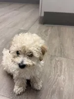 Milk, a male Maltipoo for sale in Londonderry, NH – Photo 3 of 10