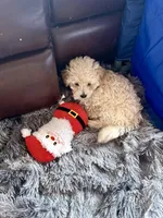 Milk, a male Maltipoo for sale in Londonderry, NH – Photo 9 of 10