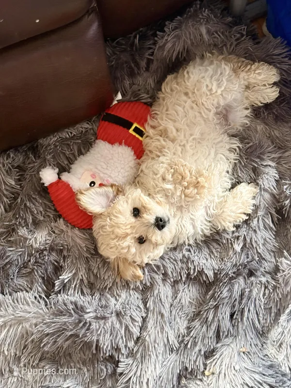 Milk – Maltipoo puppy for sale in Londonderry, NH