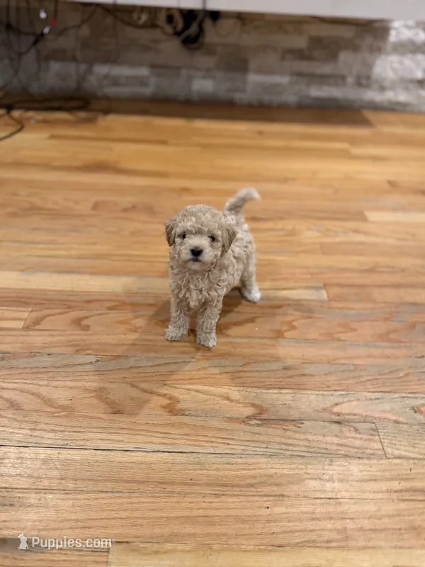Coco Jr – Maltipoo puppy for sale in Londonderry, NH