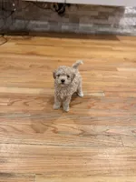 Coco Jr, a male Maltipoo for sale in Londonderry, NH – 1 of 5
