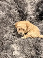 Darla, a female Maltipoo for sale in Londonderry, NH – Photo 1 of 10