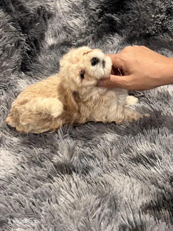 Darla – Maltipoo puppy for sale in Londonderry, NH