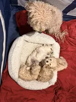 Darla, a female Maltipoo for sale in Londonderry, NH – Photo 9 of 10