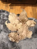 Darla, a female Maltipoo for sale in Londonderry, NH – Photo 10 of 10