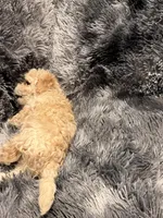 Darla, a female Maltipoo for sale in Londonderry, NH – Photo 7 of 10