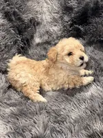 Darla, a female Maltipoo for sale in Londonderry, NH – Photo 4 of 10