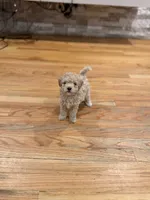 Cinderella , a female Maltipoo for sale in Londonderry, NH – 10 of 10