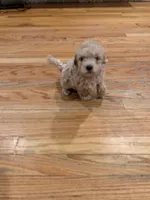 Cinderella , a female Maltipoo for sale in Londonderry, NH – 3 of 10