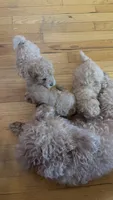 Hope, a female Maltipoo for sale in Londonderry, NH – 2 of 10