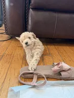 Cinderella , a female Maltipoo for sale in Londonderry, NH – 7 of 10