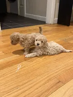 Cinderella , a female Maltipoo for sale in Londonderry, NH – 6 of 10