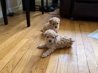 Cinderella , a female Maltipoo for sale in Londonderry, NH – 8 of 10