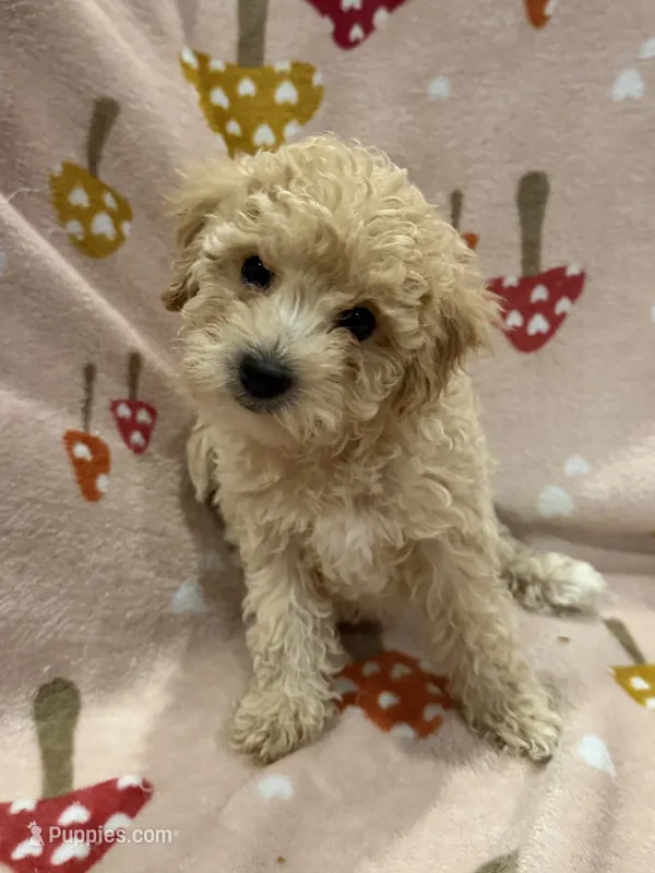 Cinderella  – Maltipoo puppy for sale in Londonderry, NH