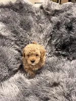 Chocolate , a male Maltipoo for sale in Londonderry, NH – Photo 10 of 10