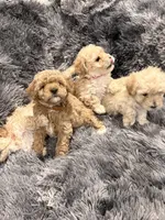 Chocolate , a male Maltipoo for sale in Londonderry, NH – Photo 7 of 10