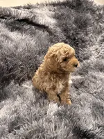 Chocolate , a male Maltipoo for sale in Londonderry, NH – Photo 1 of 10