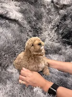 Chocolate , a male Maltipoo for sale in Londonderry, NH – Photo 6 of 10