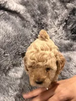 Chocolate , a male Maltipoo for sale in Londonderry, NH – Photo 2 of 10