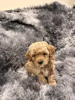 Chocolate , a male Maltipoo for sale in Londonderry, NH – Photo 4 of 10